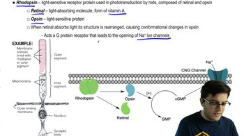 rhodopsin cycle animation