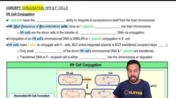 Hfr Cell Conjugation