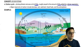 Carbon, Nitrogen, and Phosphorous Cycle