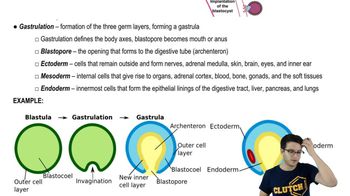 Implantion and Gastrulation