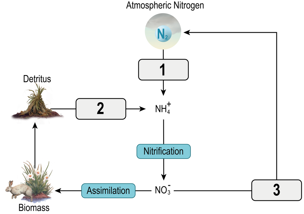 Diagram illustrating nitrogen biogeochemical cycles with labeled processes: 1-nitrification, 2-ammonification, 3-assimilation.