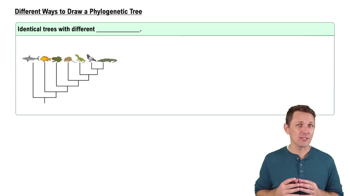 Different Ways to Draw a Phylogenetic Tree