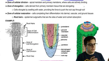 labeling primary growth structures ground tissue