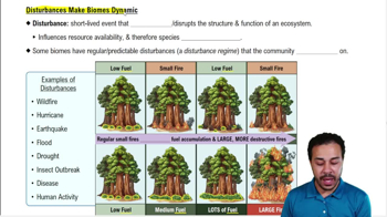 Disturbances Make Biomes Dynamic