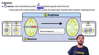 Anaphase