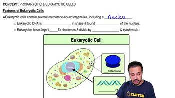 Features of Eukaryotic Cells