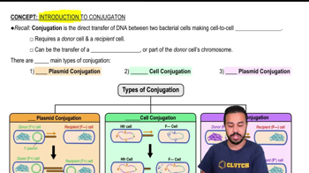 Introduction to Conjugation