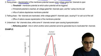 Action Potential