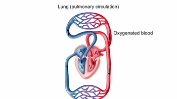 Circulatory System Animation Video