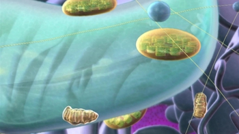 BioFlix: Central Vacuole