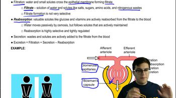 Filtration, Reabsorption, and Excretion