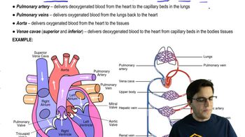 systemic circulation animation