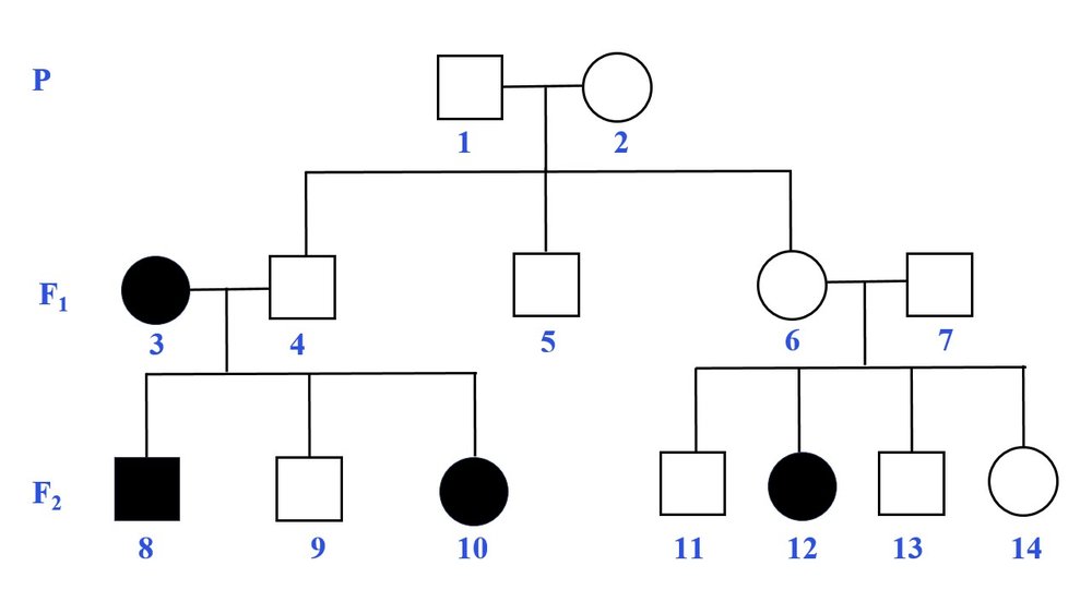 Pedigree chart showing relationships; question about individual 4 and 6's relationship.