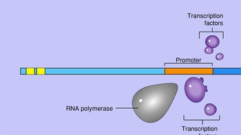 Animation: Regulation of Transcription by Transcriptional Activators and Enhancers