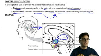 Limbic System