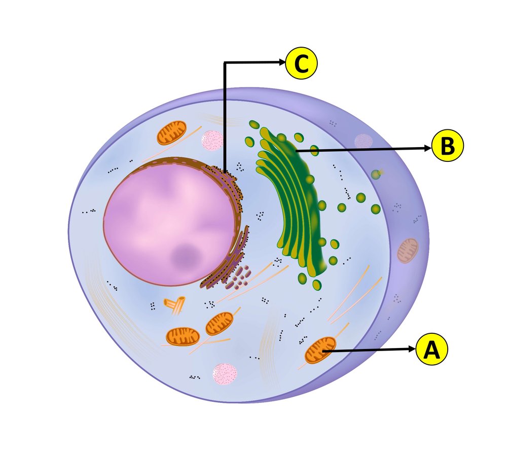 Diagram of a eukaryotic cell with labeled organelles: A - Mitochondria, B - Chloroplast, C - Endoplasmic reticulum.