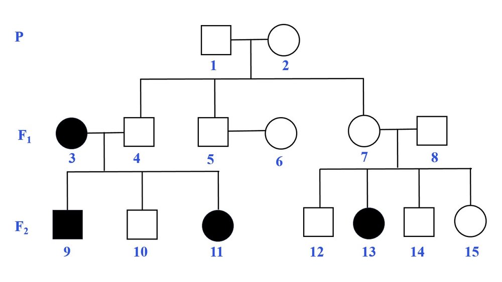 Pedigree chart showing relationships; question asks about individual 1 and individual 7's relationship.