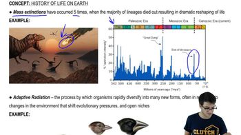 Mass Extinctions and Adaptive Radiation