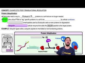 Protein Ubiquitination