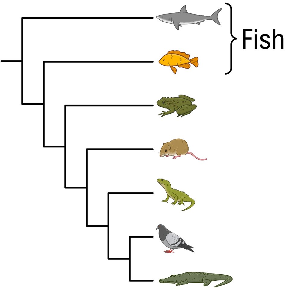 Cladogram showing 'Fish' and related species for cladistics in biology.