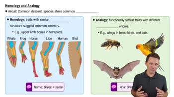 Homology and Analogy