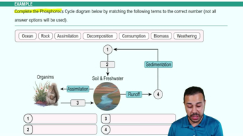 Biogeochemical Cycles Example 4