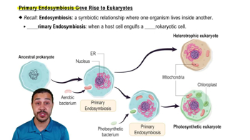 Primary Endosymbiosis Gave Rise to Eukaryotes