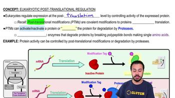 Eukaryotic Post-Translational Regulation