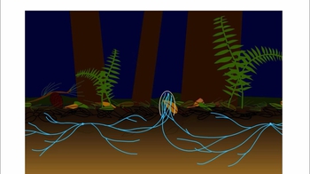 Animation: Fungal Growth and Nutrition