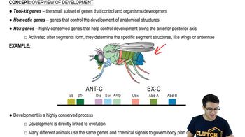 homeotic genes