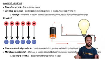 Membrane Potential