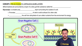 The Glycocalyx: Capsules & Slime Layers