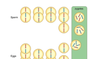 Animation: Genetic Variation from Random Fertilization