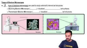 Types of Electron Microscopes