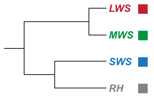 Gene tree showing opsin genes in humans: LWS, MWS, SWS, and RH.