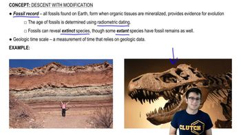 Convergent and Divergent Evolution