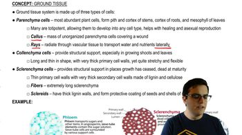 Ground Tissue Cells