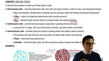 Ground Tissue Cells