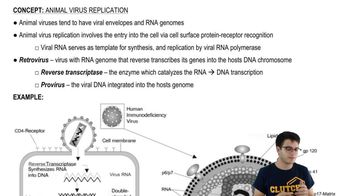 Animal Viruses and Retroviruses