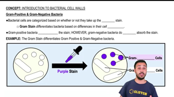 Gram-Positive & Gram-Negative Bacteria