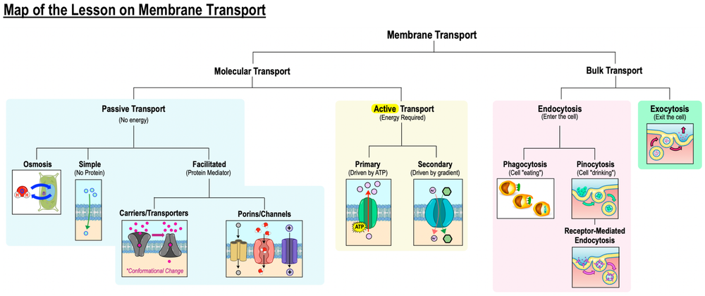 Diagram showing types of membrane transport including passive, active, and bulk transport with endocytosis as cell "eating" process.