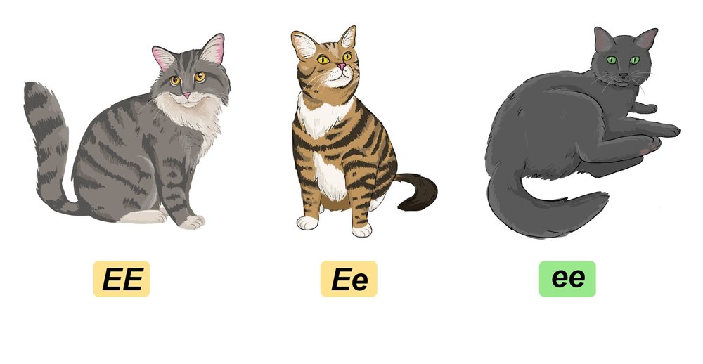 Three cats representing genotypes EE, Ee, and ee for eye color in a biology lesson on evolution.