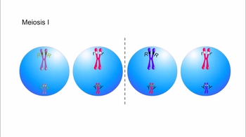 Animation: The Chromosomal Basis of Independent Assortment