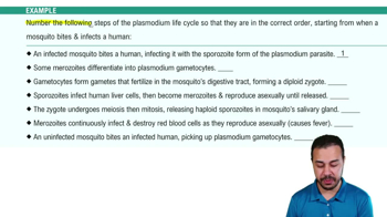 Protist Life Cycles Example 1