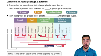 Overview of the Four Supergroups of Eukaryotes