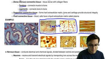 Connective and Nervous Tissues