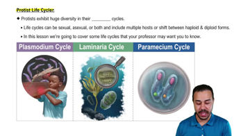 Protist Life Cycles