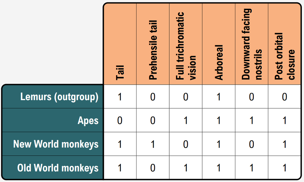 Character matrix comparing traits of lemurs, apes, New World monkeys, and Old World monkeys.