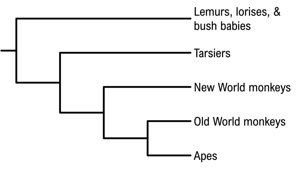 Cladogram showing relationships among lemurs, tarsiers, monkeys, and apes for cladistics study.