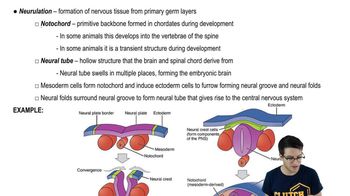 Organogenesis and Neurulation